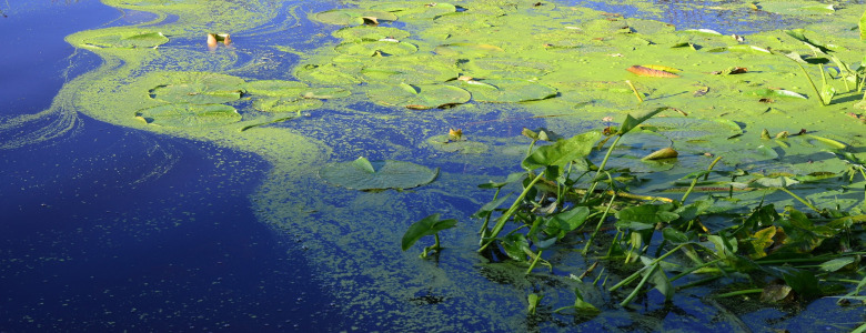 grüne Algen im Schwimmteich vor der Reinigung