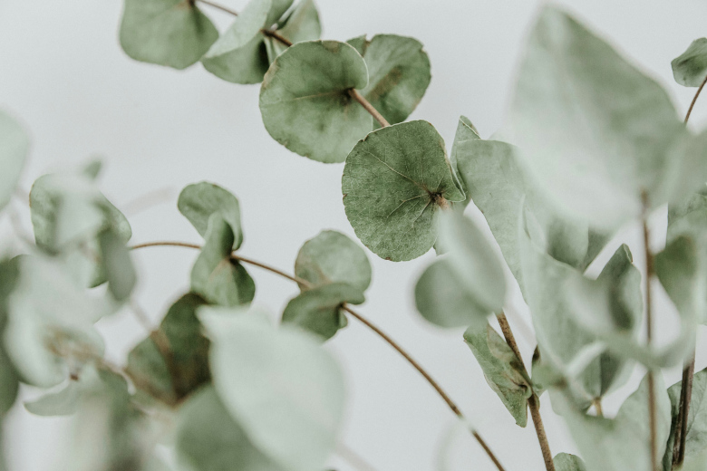 Eukalyptus als Aroma-Duft für den Whirlpool