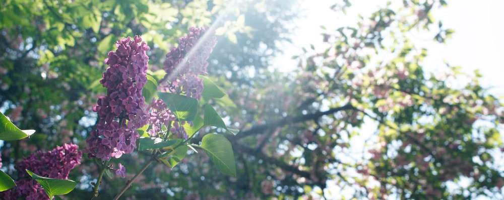Garten-Gestaltung Symbolbild: Sonne und Flieder-Blüte