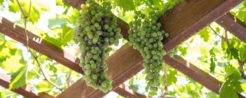 Gartengestaltung: Pergola als Rankhifle für Wein