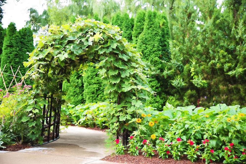 Gartenmöbel: Rankhilfe als Tor