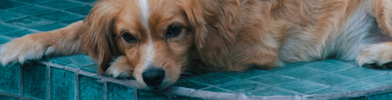 Hund liegt am Pool-Rand