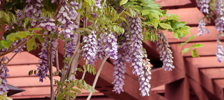 Wisteria an begrünter Pergola