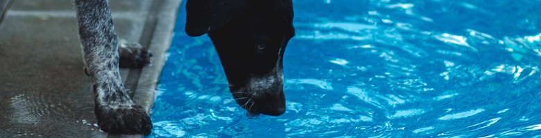 Hund trinkt aus blauem Pool-Wasser