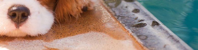 Hunde-Schnauze am Pool-Beckenrand