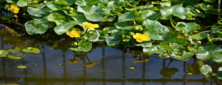 gelbe Sumpfdotterblumen am Ufer eines Schwimmteichs
