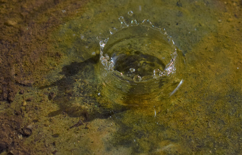 Wasser mit grüner Farbe - stinkt wahrscheinlich