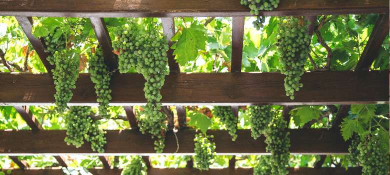 Wein an Pergola: Traditionelle Pflanze zur Begrünung