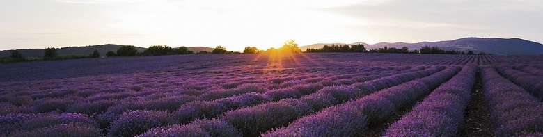 Lavendel Feld - Lavendelöl Aromatherapie 